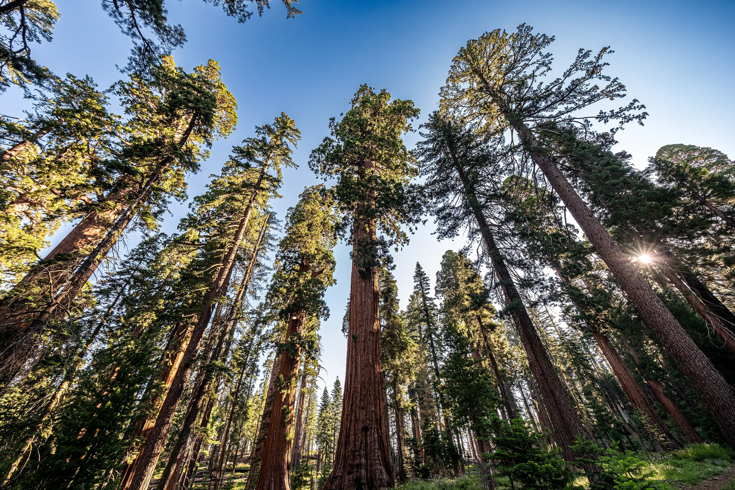 Bosque de sekuoyas con un gran árbol central